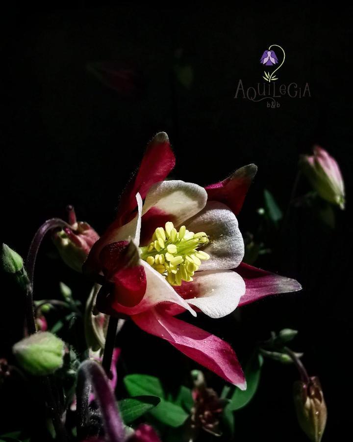 B&B Aquilegia Acqualagna Exterior photo